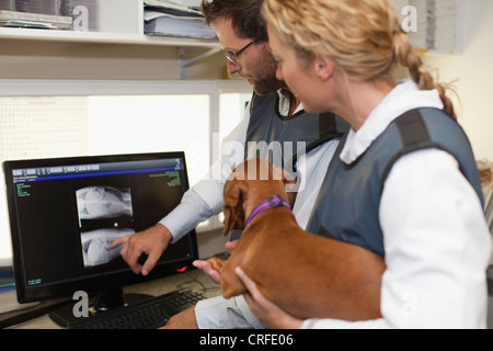 Veterinarians examining x-rays in office Stock Photo