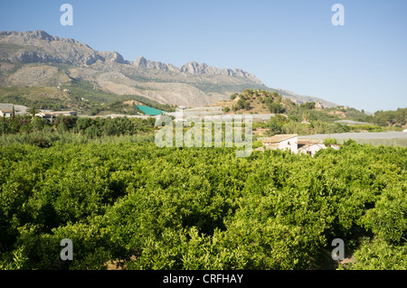 Orange and lemon tree plantations in a hilly landscape, typical for inland Costa Blanca, Spain Stock Photo