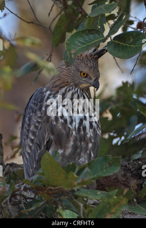 Crested Hawk-eagle (Spizaetus cirrhatus) Stock Photo