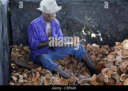 Worker on a coco plantation peels coco flesh from the coconut shell to process it to copra, Bougainville, Papua New Guinea Stock Photo