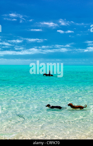Horse riders in water with dogs. Providenciales. Turks and Caicos. Stock Photo