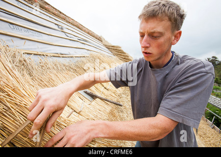 A skilled thatcher thatching a barn roof in Dorset, UK Stock Photo