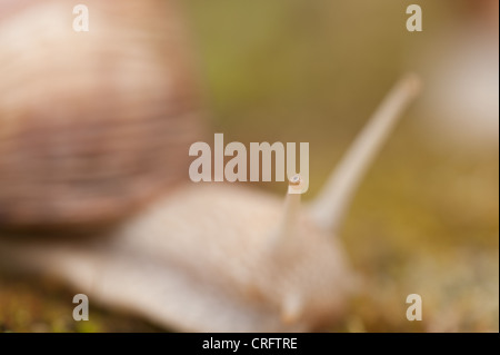 Roman or Burgundy snail creeping over moss and stones large snail grapevine Protected species found undisturbed grassland adult Stock Photo