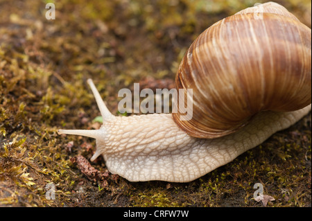 Roman or Burgundy snail creeping over moss and stones large snail grapevine Protected species found undisturbed grassland adult Stock Photo