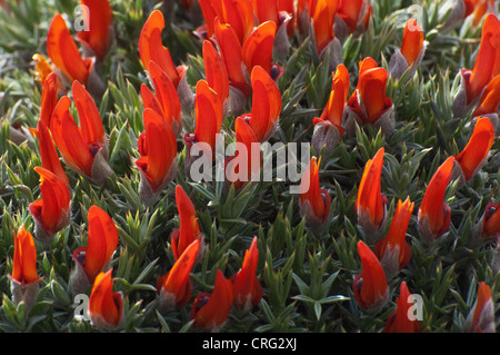 Guanaco-bush, lengua (Anarthrophyllum desideratum var. desideratum) flowering Mignez road 40 Santa Cruz Province  Argentina Stock Photo