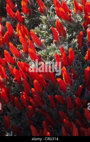 Guanaco-bush, lengua (Anarthrophyllum desideratum var. desideratum) flowering Mignez road 40 Santa Cruz Province  Argentina Stock Photo