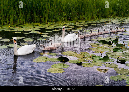 Swans and their cygnets on the old canal at Newport, Shropshire Stock Photo