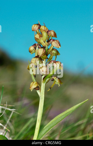 FROG ORCHID Coeloglossum viride (Orchidaceae) Stock Photo