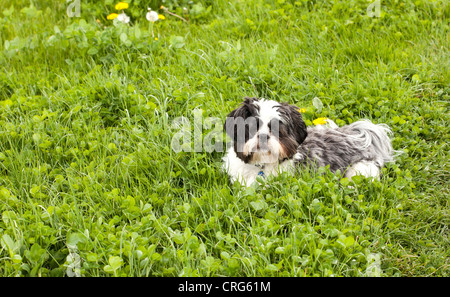 Lhasa Apso dog Stock Photo