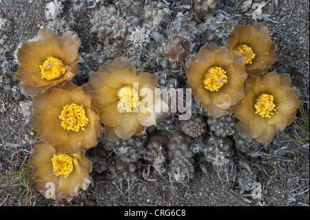 Maihueniopsis darwinii cactus Estancia La Estela near La Leona River Leona Santa Cruz Province Southern Patagonia Argentina Stock Photo