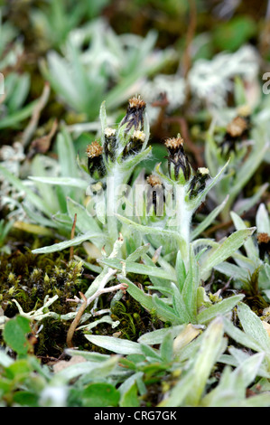 DWARF CUDWEED Gnaphalium supinum (Asteraceae) Stock Photo