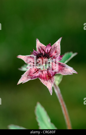 MARSH CINQUEFOIL Potentilla palustris (Rosaceae) Stock Photo