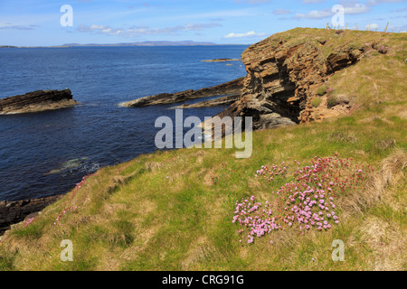 Thrift or Sea Pink (Armeria maritima) flowers on coast path on seacliffs at Burwick South Ronaldsay Orkney Scotland UK Stock Photo
