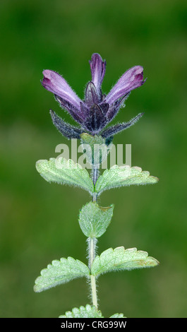 ALPINE BARTSIA Bartsia alpina (Scrophulariaceae) Stock Photo