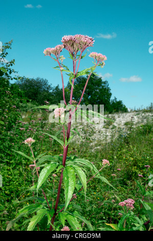 HEMP-AGRIMONY Eupatorium cannabinum (Asteraceae) Stock Photo
