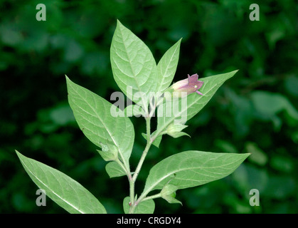 DEADLY NIGHTSHADE Atropa belladonna (Solanaceae) Stock Photo