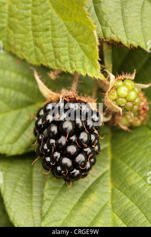 Blackberries growing on the bush Stock Photo