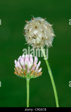 STRAWBERRY CLOVER Trifolium fragiferum (Fabaceae) Stock Photo