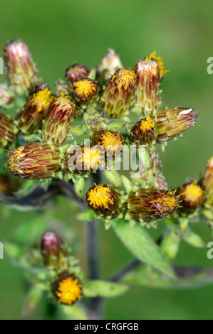 PLOUGHMAN’S-SPIKENARD Inula conyzae (Asteraceae) Stock Photo
