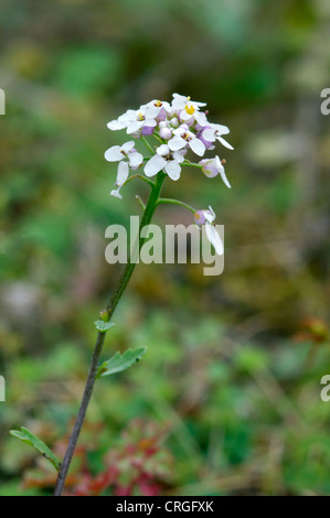 WILD CANDYTUFT Iberis amara (Brassicaceae) Stock Photo