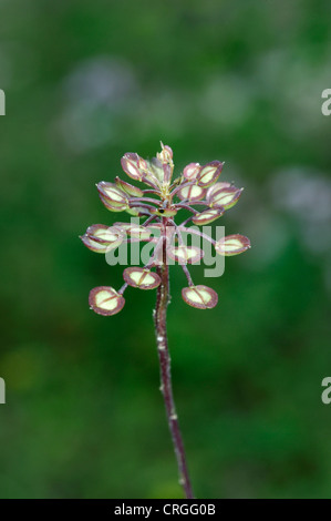 WILD CANDYTUFT Iberis amara (Brassicaceae) Stock Photo