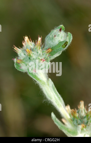 RED-TIPPED CUDWEED Filago lutescens (Asteraceae) Stock Photo