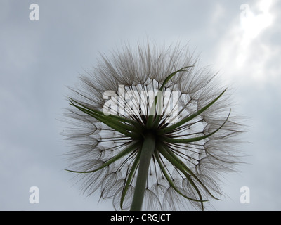 Nature Macro seed head, view from below Stock Photo