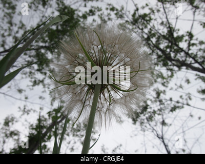 Seed head from underneath, blurred background Stock Photo