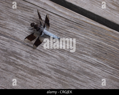 Dragon fly on boardwalk Stock Photo