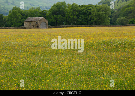 Field of buttercups and stone barn, Swaledale, North Yorkshire