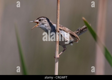 Marsh Wren (Cistothorus palustris) singing perched on a cattail stem at Buttertubs Marsh, Nanaimo, BC, Canada in June Stock Photo