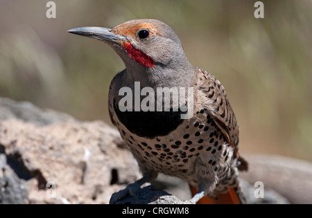 Northern Flicker (Colaptes auratus) Red-Shafted male close-up by a small pond at Cabin Lake, Oregon, USA in June Stock Photo