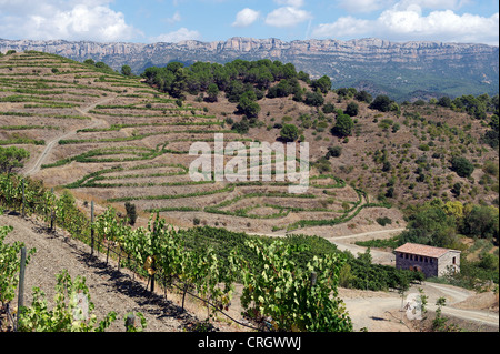 Organic vineyard in Priorat (aka Priorato) with vines, a stone farmhouse and the Montsant mountains, Poboleda, Tarragona, Spain Stock Photo