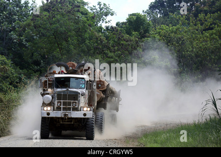Logging truck in the rainforests of Madang province, Papua Neuguinea