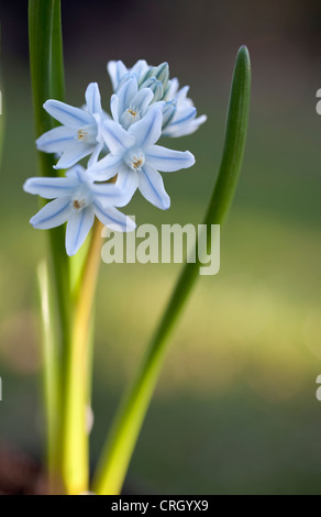 Puschkinia scilloides, Squill Stock Photo