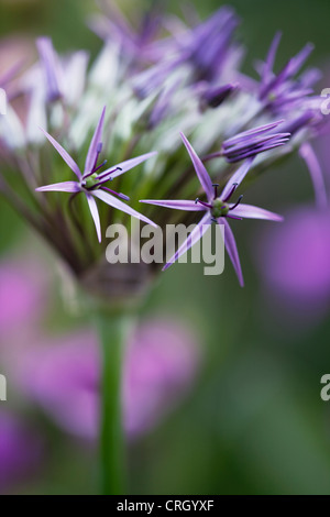 Allium cristophii, Allium Stock Photo