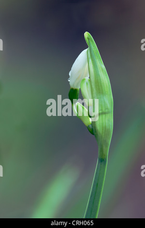 Leucojum aestivum, Snowflake, Summer Stock Photo