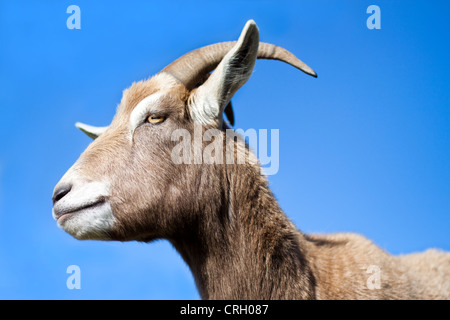 Goat standing side profile with blue sky background Stock Photo