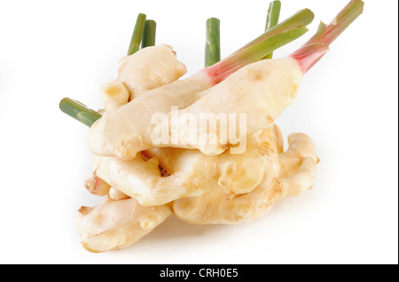 Young ginger root on white background Stock Photo