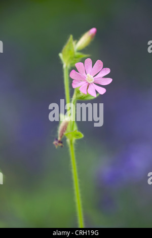 Silene dioica, Campion, red Stock Photo