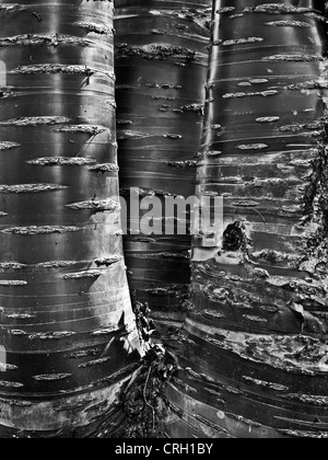 Tibetian Cherry tree trunks Stock Photo