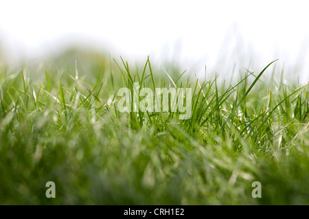 Grass low level view Stock Photo