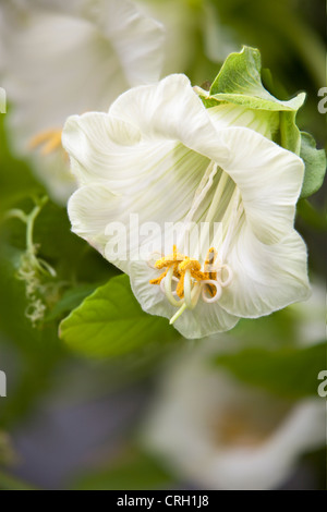 Cobaea scandens, Cup and saucer Stock Photo