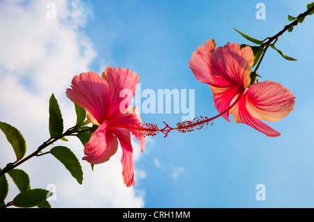 Hibiscus rosa-sinensis, Hibiscus Stock Photo