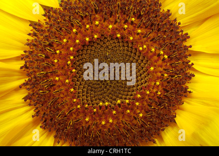 Helianthus annuus 'Russian Giant', Sunflower Stock Photo