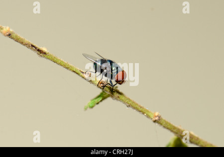 beautiful blow fly resting on tiny branch Stock Photo