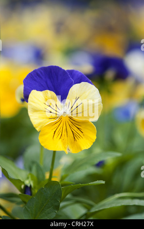 Viola tricolor, Heartsease Stock Photo