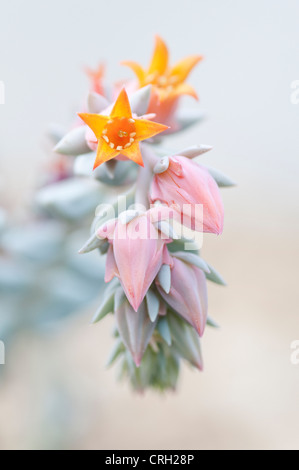 Echeveria 'Afterglow', Echeveria Stock Photo
