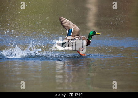 Mallard; Anas platyrhynchos; male; landing; UK Stock Photo