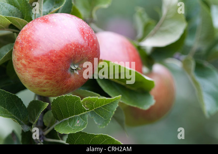 Malus domestica 'Lord Lambourne', Apple Stock Photo